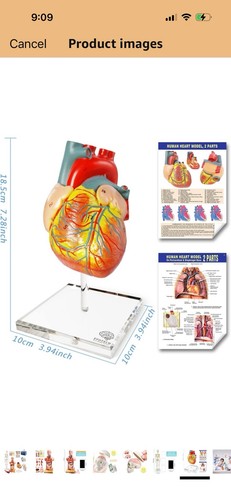 Evotech corpo umano - corpo,