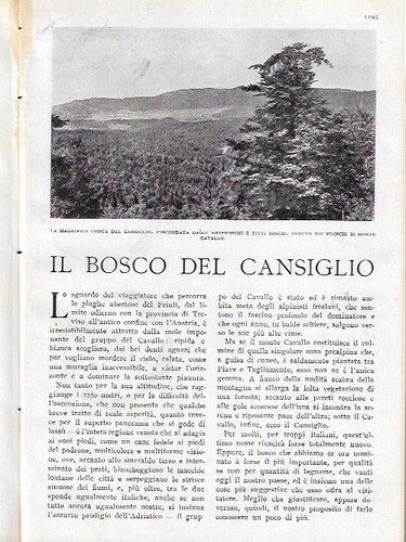 Bosco del cansiglio - del,