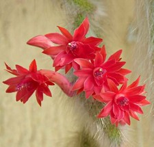 Hildewintera colademononis