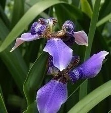 Walking Iris | 3 Gallon |