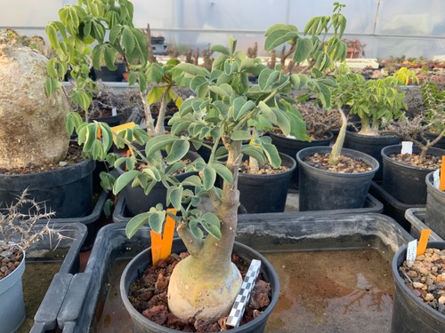 665 big adenia - 665,