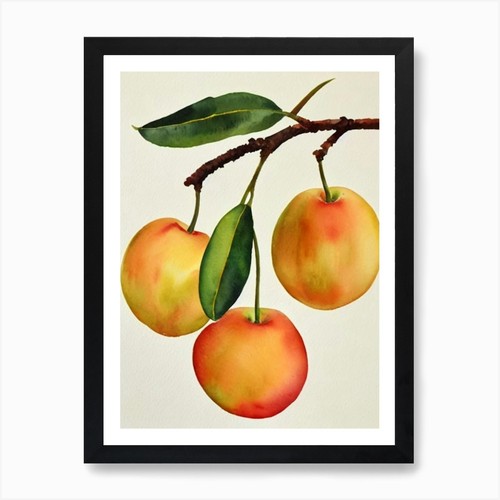 Quadro feijoa acquerello - quadro,
