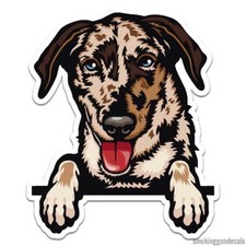 Catahoula Cane Leopardo