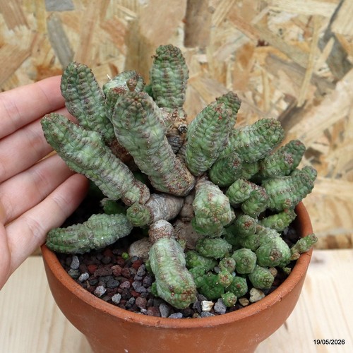 Euphorbia pseudoglobosa grande