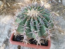 Echinocactus Ingens Pot21 Beautiful Old Wild Strong Thorns