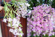 Dendrobium pierardii - , x