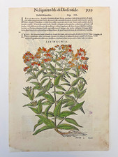 MATTIOLI Xilografia 1500 Botanica Erbario Piante "LISIMACHIA"