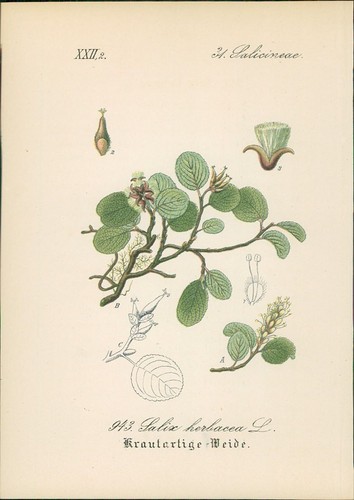 Chromolithographie - ,