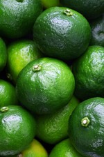 Pianta di MAPO incrocio tra pompelmo e mandarino 2 anni di età vera da frutto 