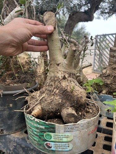 Bonsai olivastro uguale - olivastro, alla