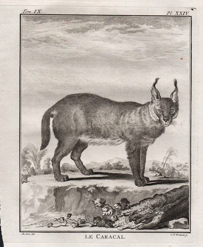 Incisione caracal karakal - di,