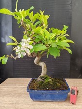 bonsai di melo   h 44 cm
