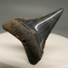 Dente di squalo fossile