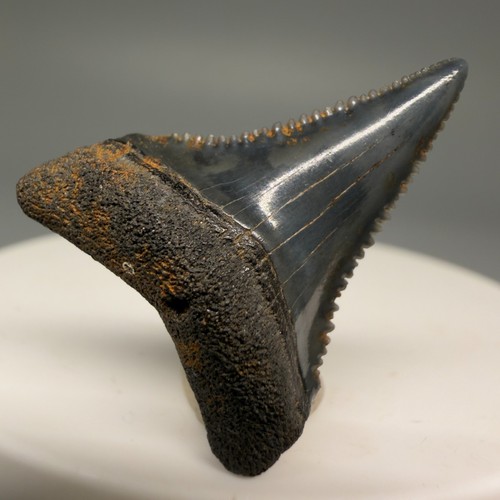 Dente squalo fossile - dente,