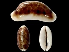 Cypraea listeri - , f