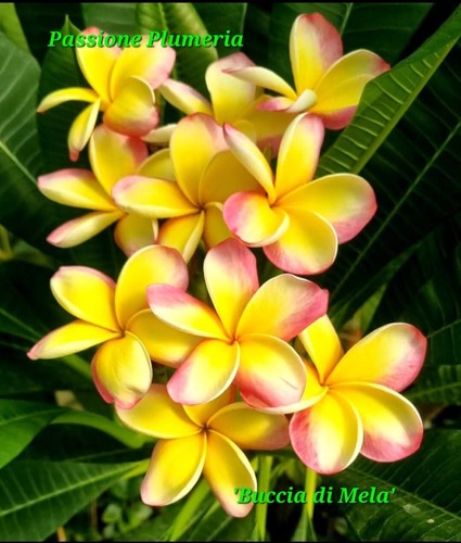 Talea plumeria - talea, (plumeria