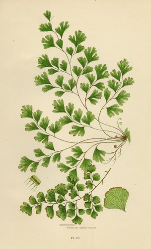 Stampa botanica antica 1899 - botanica,