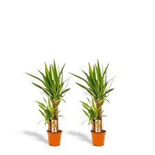 Due piante yucca giglio - due,