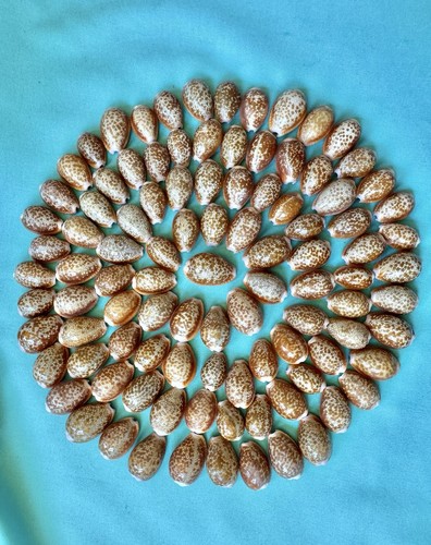 100 pezzi cypraea - 100, da