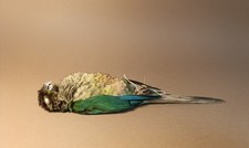 Taxidermy, Cabinet De
