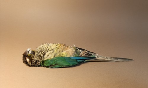 Taxidermy cabinet de - cabinet,