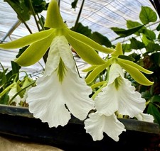 Encyclia mariae Select Top Clone NUOVO Orchidea Orchidea Epidendro