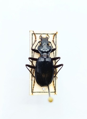 Entomology taxidermy - taxidermy,