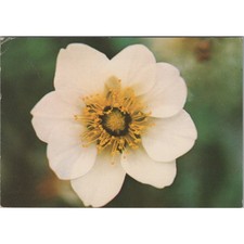 Postcard of Mountain Avens