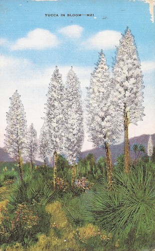 Yucca bloom - yucca, in