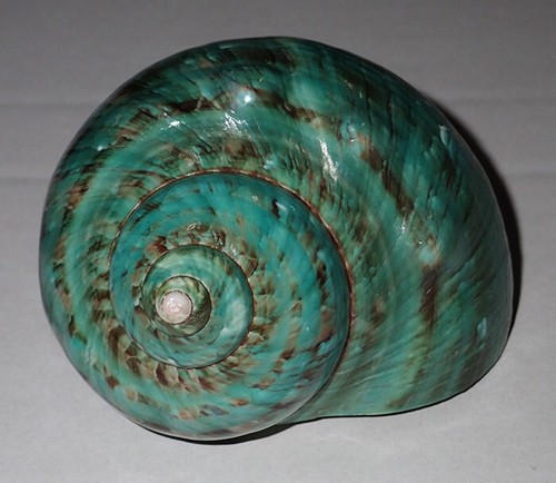 Large green turbo - mm,