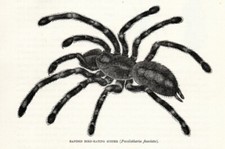 Stampa Antica 1894 = TARANTOLA