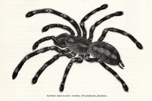 Stampa antica 1894 tarantola - 1894,