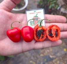 Semi di Pepe Rosso Mini Rocoto