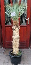 Yucca rostrata, tronco 150 cm