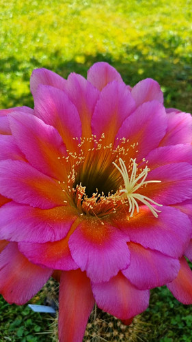 Ibrido trichocereus x - ×,