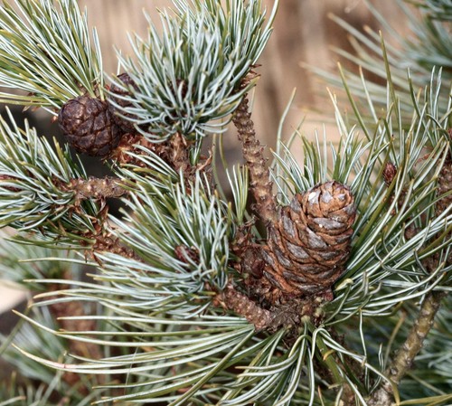Pinus pumila sachalin island - pinus,