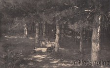 GAMBARIE D'ASPROMONTE - Foto