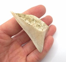 Dente di squalo megalodonte