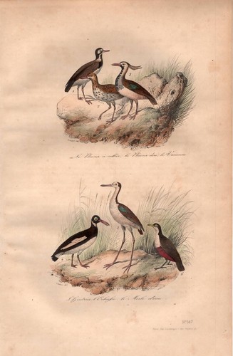 Stampa antica uccelli - antica,