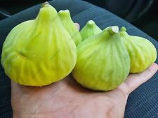 Varietà di fico verde