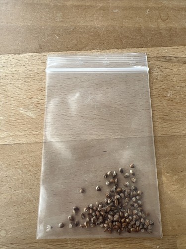 Semi ginepro vergine - di,