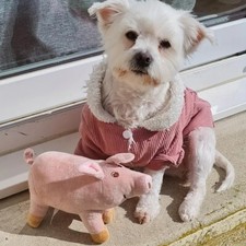 Carino Piccolo Maiale Peluche