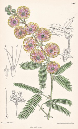 Mimosa spegazzinii argentina - mimosa,