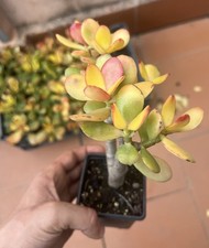 Variegated crassula ovata - variegated,