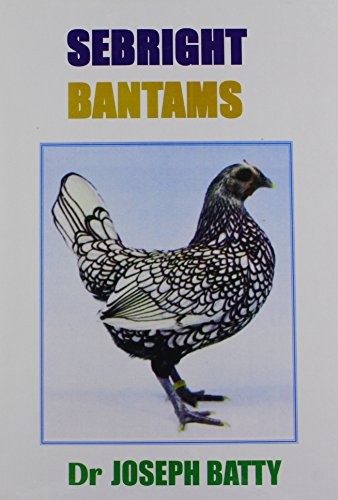 Sebright bantams - sebright,