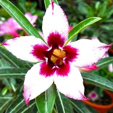 5 semi di Adenium obesum
