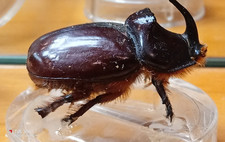 Scarabeo-cornuto imbalsamato