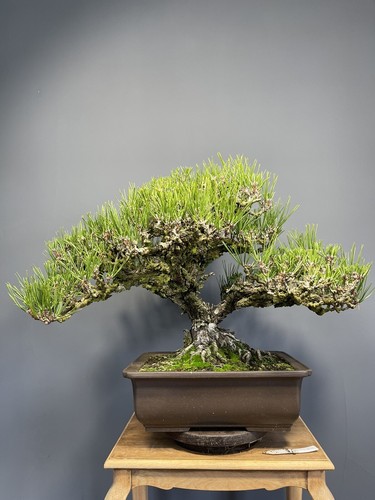 Bonsai pinus thunbergii - bonsai,