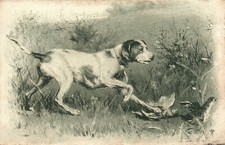 Cartolina * cane da caccia agli uccelli (AB) 70281
