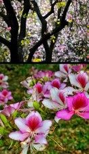 Bauhinia variegata albero - bauhinia,